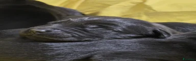Labrador Retriever 6