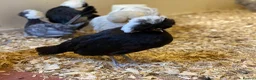 Chickens poultry for sale: Female bantams- Silkies, Polish, Pekins and Booted - Advert 7