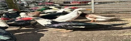 Ducks poultry for sale: Muscovy and runner drakes  - Advert 2