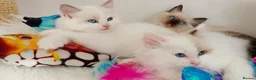 Ragdoll cats for sale: ALL RESERVED 😻😻BEAUTIFUL CROSS RAGDOLL/PERSIAN - Advert 10