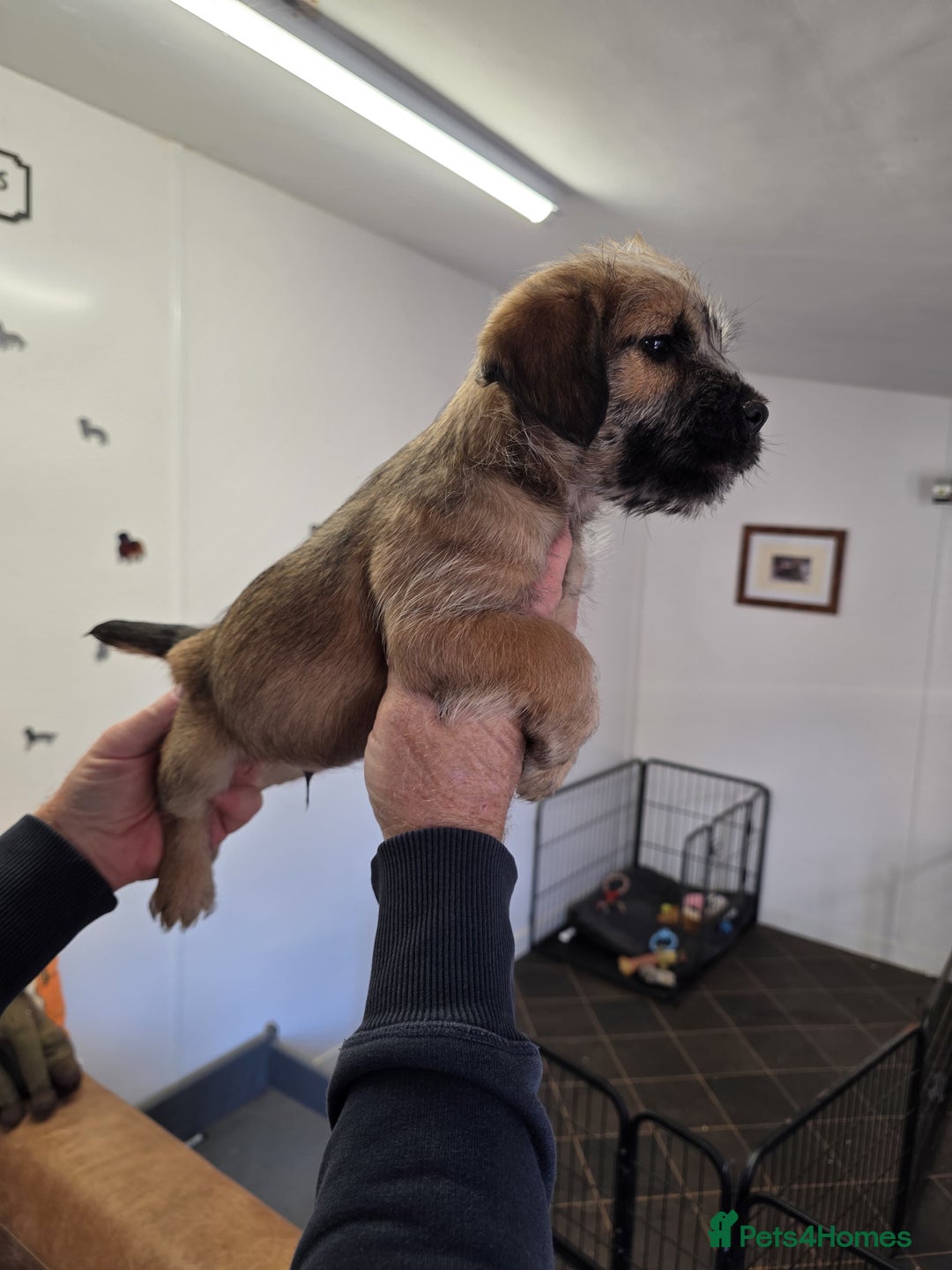 Jack Russell dogs for sale: Beautiful types of broken coated and smoothed  - Image 9