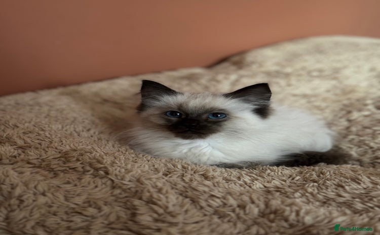 Ragdoll cats - Advert 2