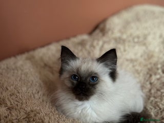 Ragdoll cats - Advert 33