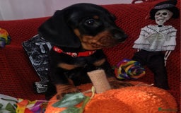 Dachshund dogs for sale: Dachshund puppys  - Image 5