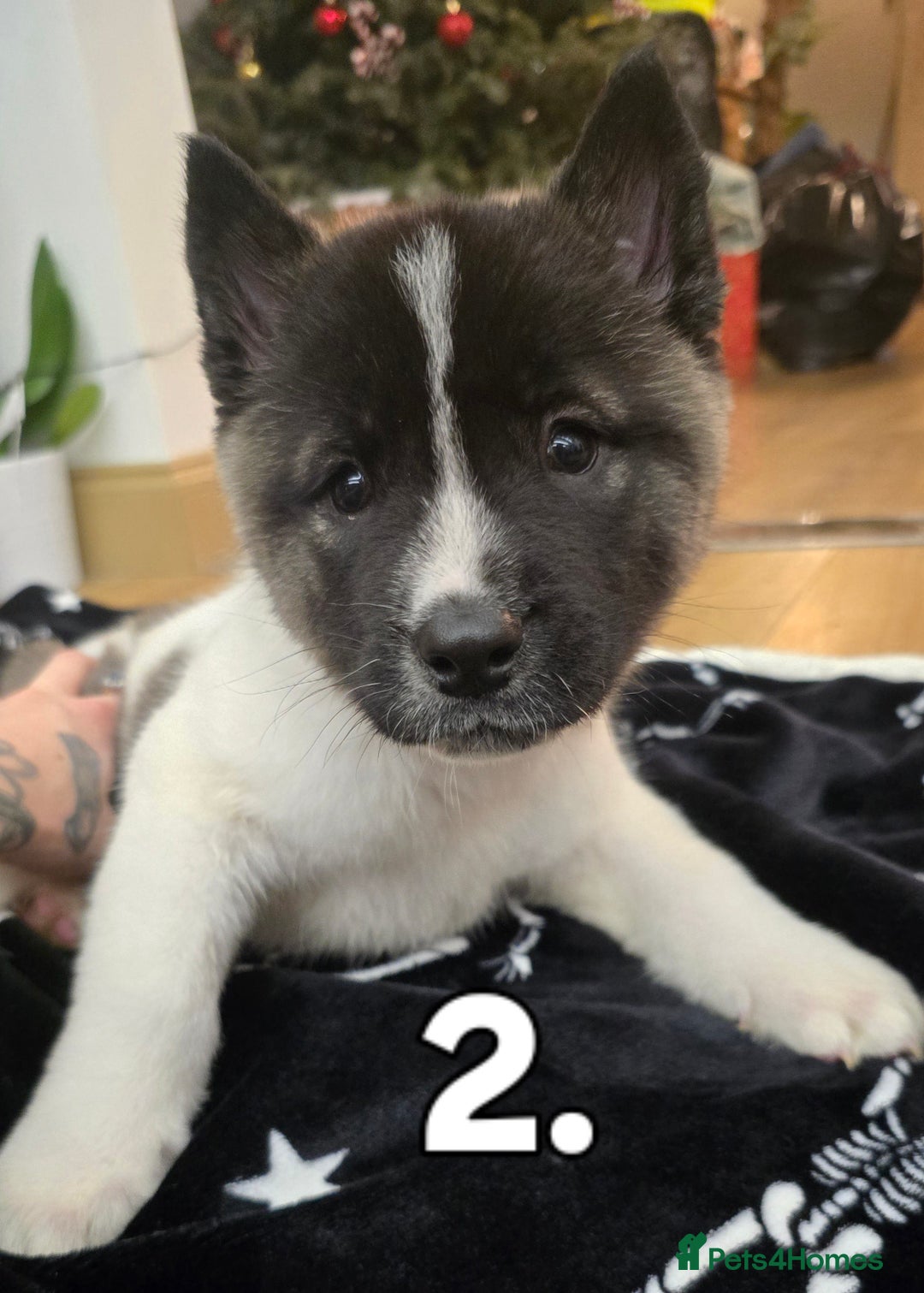 Akita dogs for sale: Gorgeous American Akita Pups for Sale - Advert 12