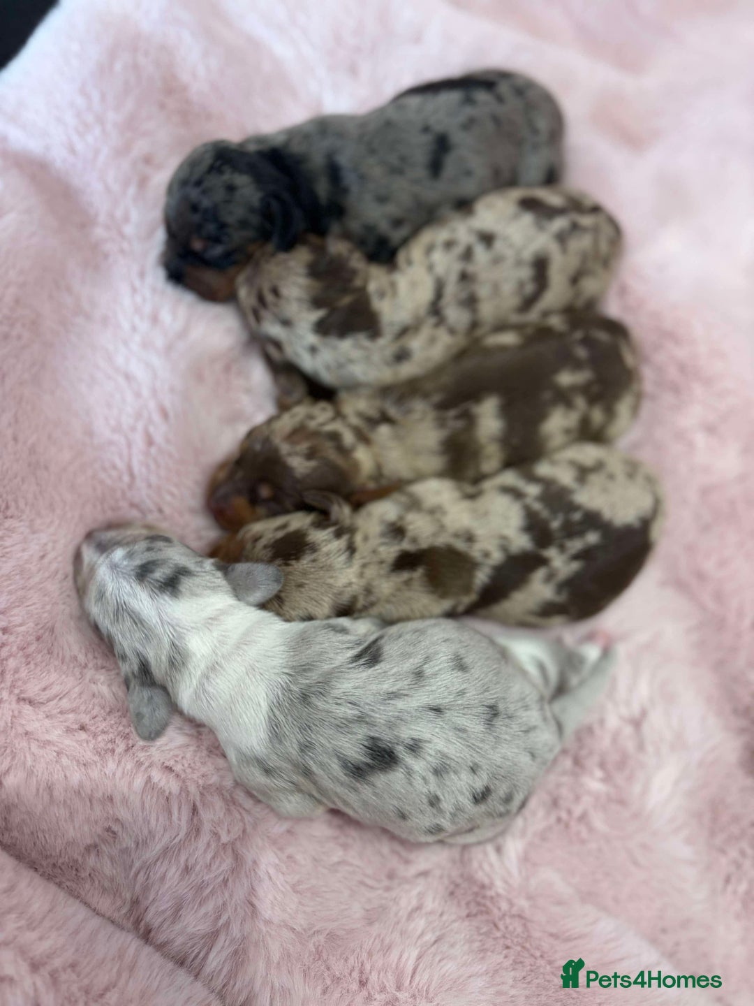 Miniature Dachshund dogs for sale: Only 4 left! Adorable Mini Dachshund Puppies 🐾🐶 - Image 36