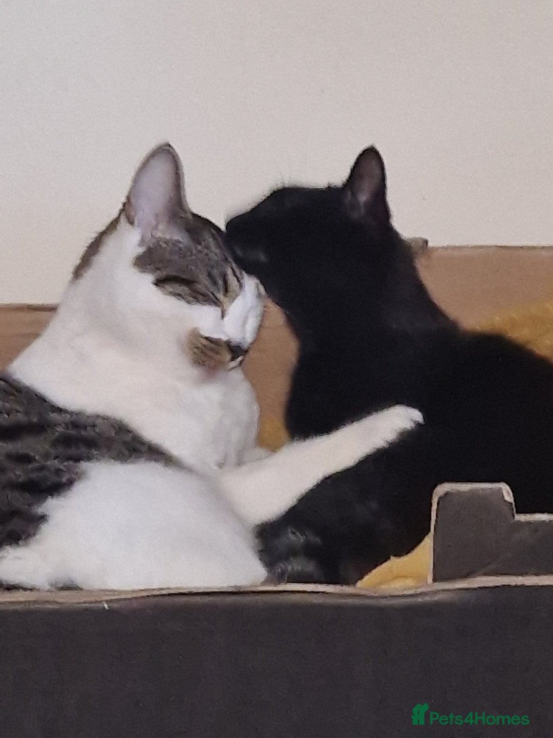 British Shorthair cats for sale: 2 cats needing a new home  - Image 3