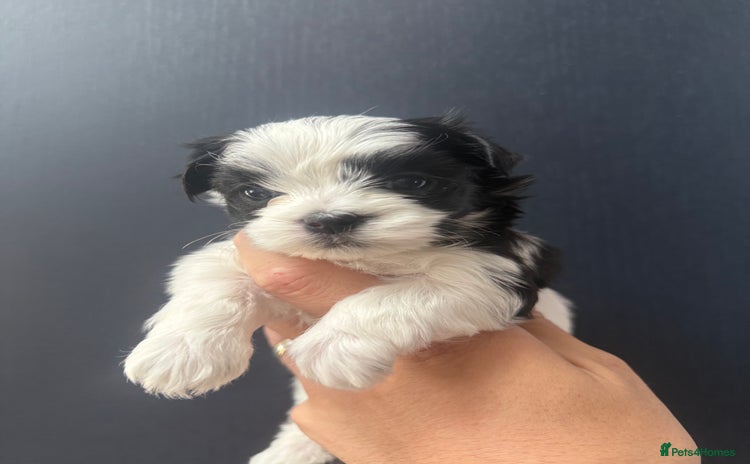 Maltipoo dogs - Advert 1