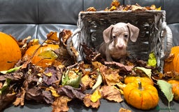 Miniature Dachshund dogs for sale: TRUE MINIATURE DASCHUND BABIES only 5 - Image 36