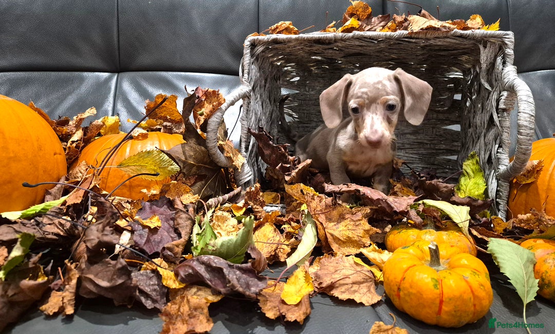 Miniature Dachshund dogs for sale: TRUE MINIATURE DASCHUND BABIES only 5 - Image 36