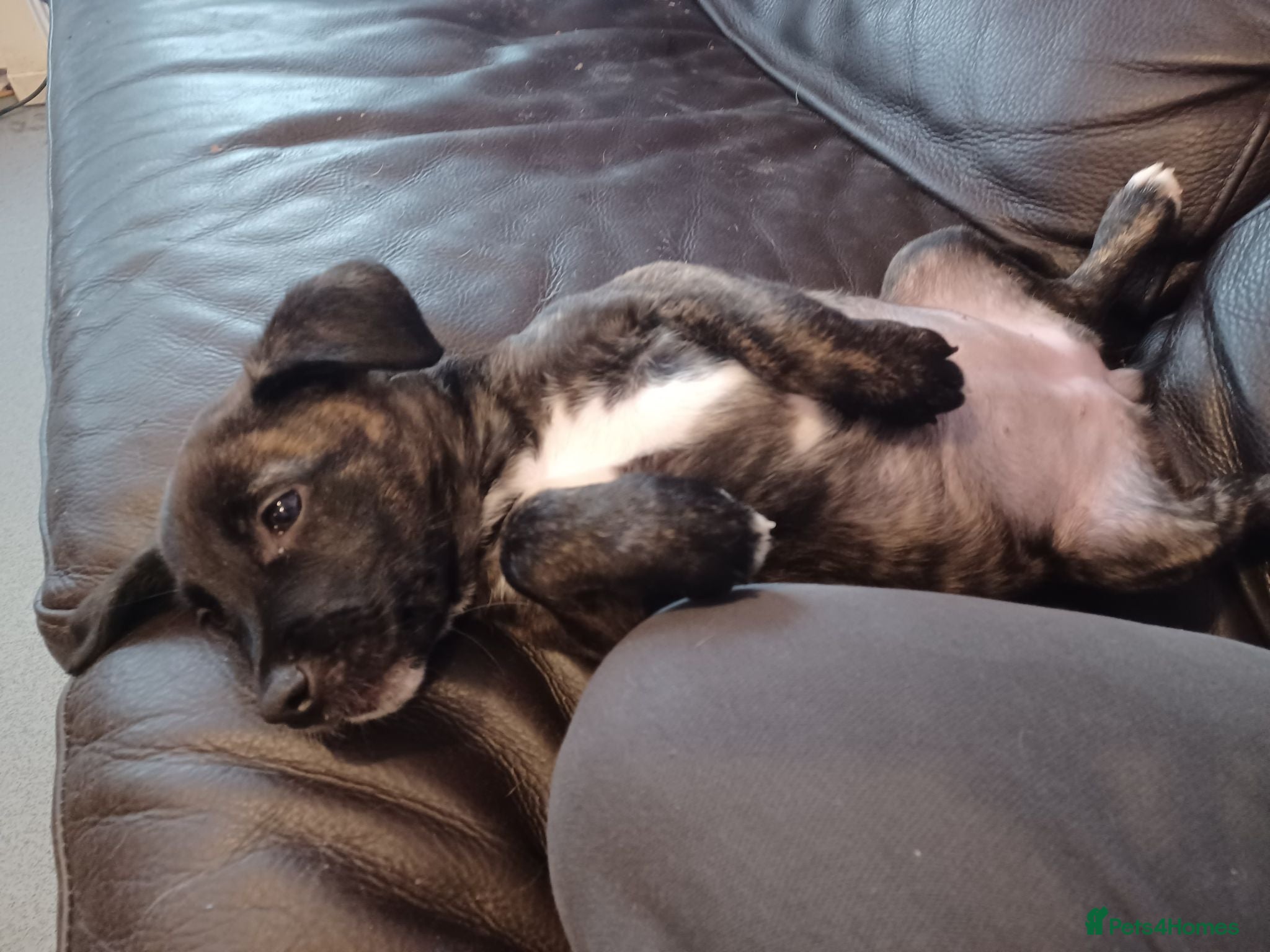 Mixed Breed dogs Beautiful Mixed breed  - Advert 15