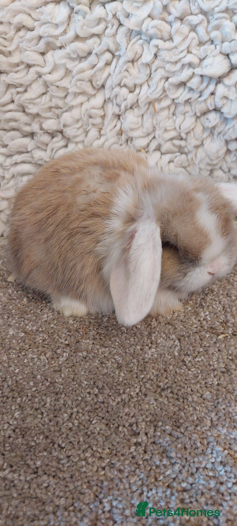 Mini Lop rabbits  3 Beautifull minilop babys ready to reserve  - Advert 10