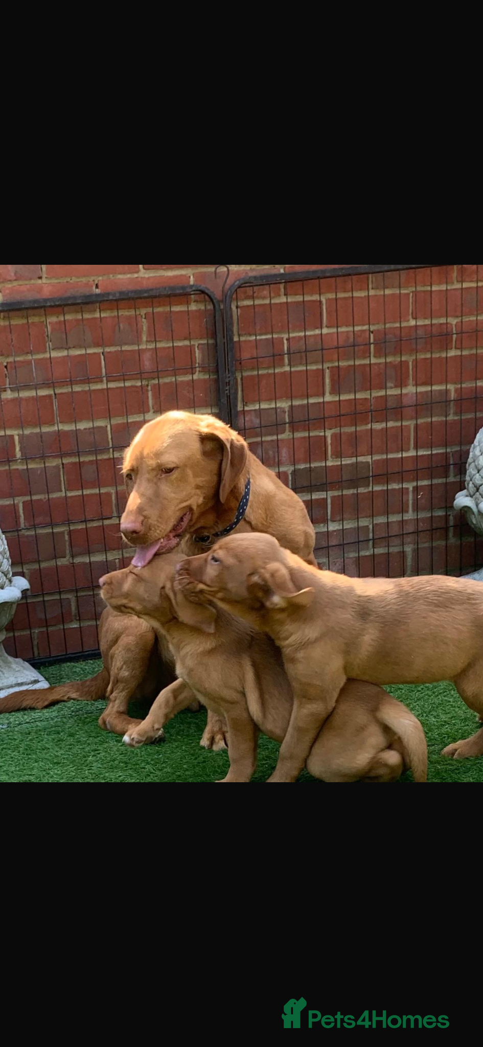 Labrador Retriever dogs for sale: Fox red Labrador  - Advert 6
