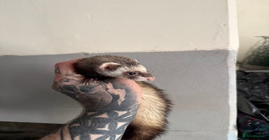 Ferret rodents - Advert 4