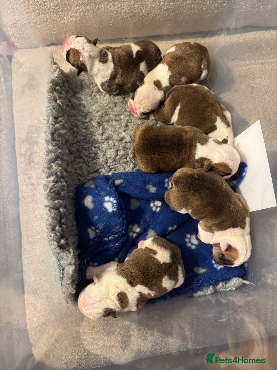 English Bulldog dogs for sale: Stunning English bulldog puppies  - Advert 38