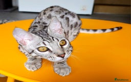 Bengal cats for sale: Exceptional Bengal kittens Available  - Image 3