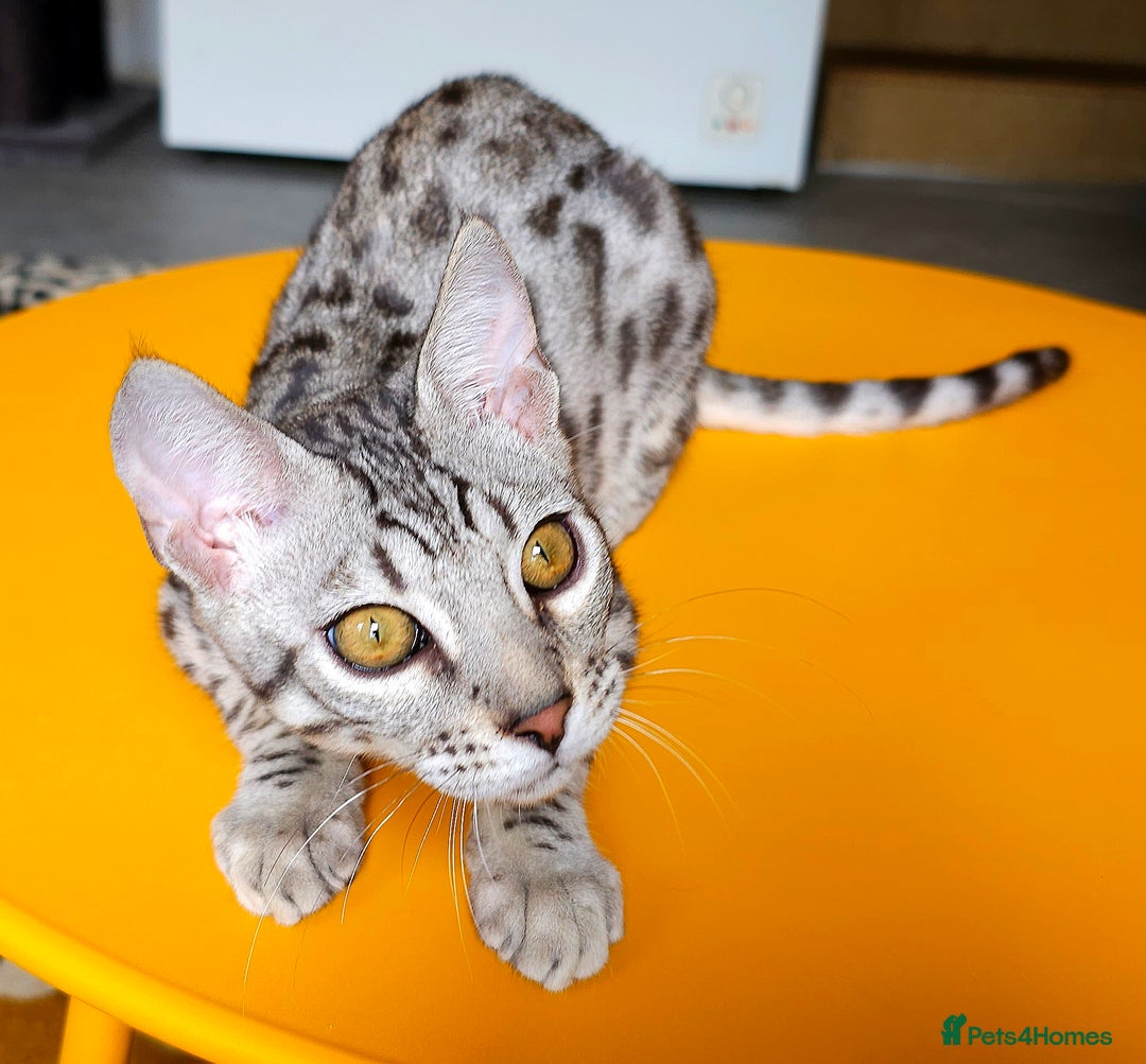 Bengal cats for sale: Exceptional Bengal kittens Available  - Image 3