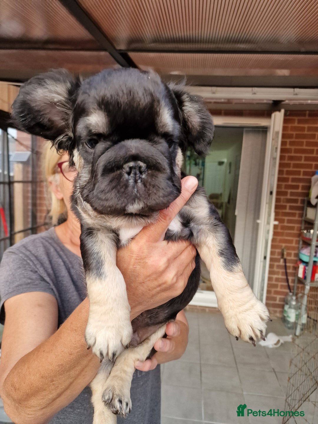 French Bulldog dogs for sale: Reduced! KC Fluffy  French Bulldog READY TO GO! - Image 10
