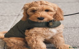 Australian Labradoodle dogs for sale: Australian Labradoodles RED&WHITE - Waiting list  - Image 9