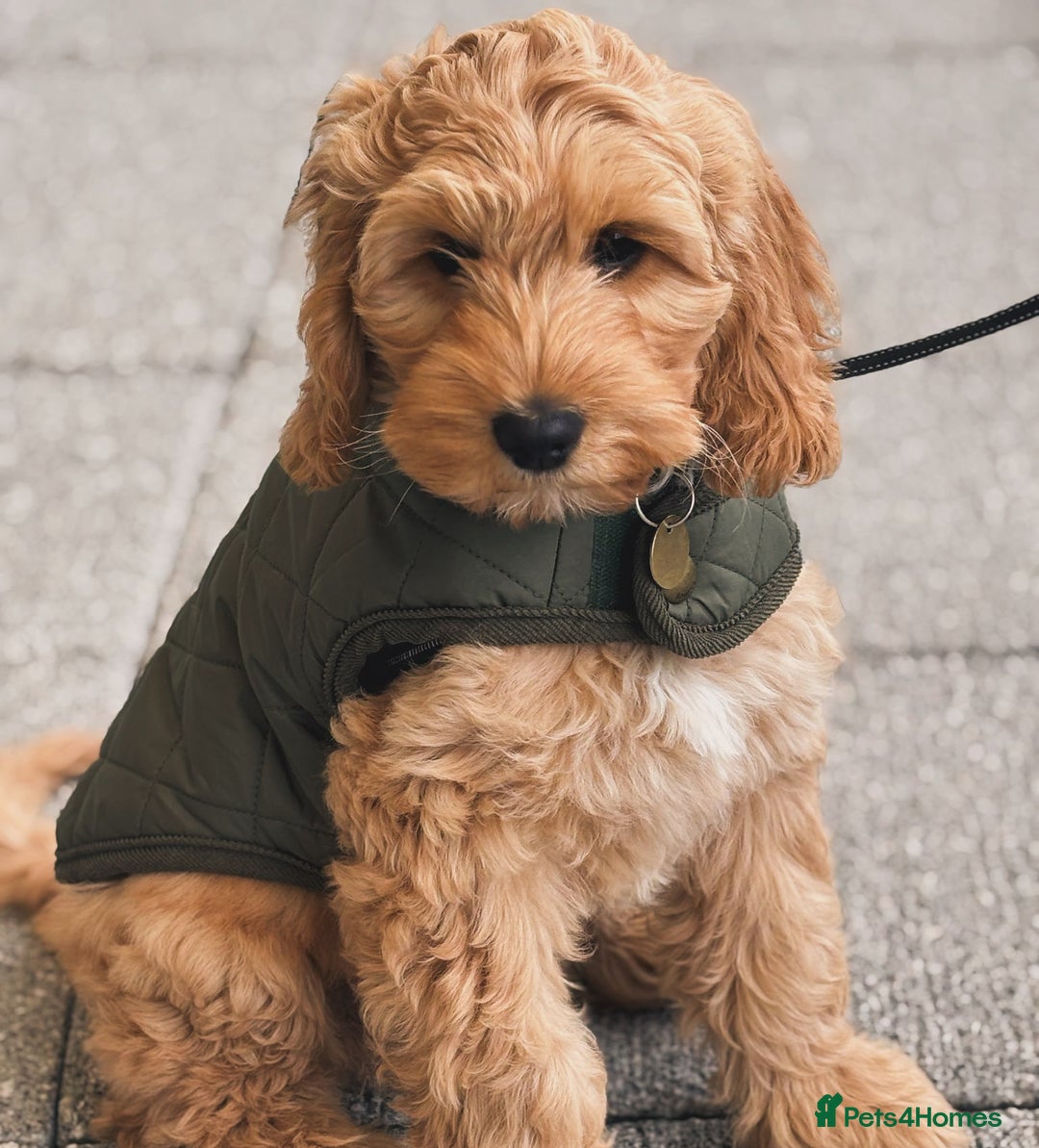 Australian Labradoodle dogs for sale: Australian Labradoodles RED&WHITE - Waiting list  - Image 9