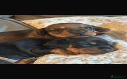 Dachshund dogs for sale: Dachshund puppies  - Image 3