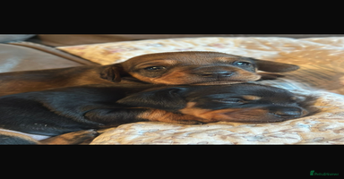 Dachshund dogs - Advert 2
