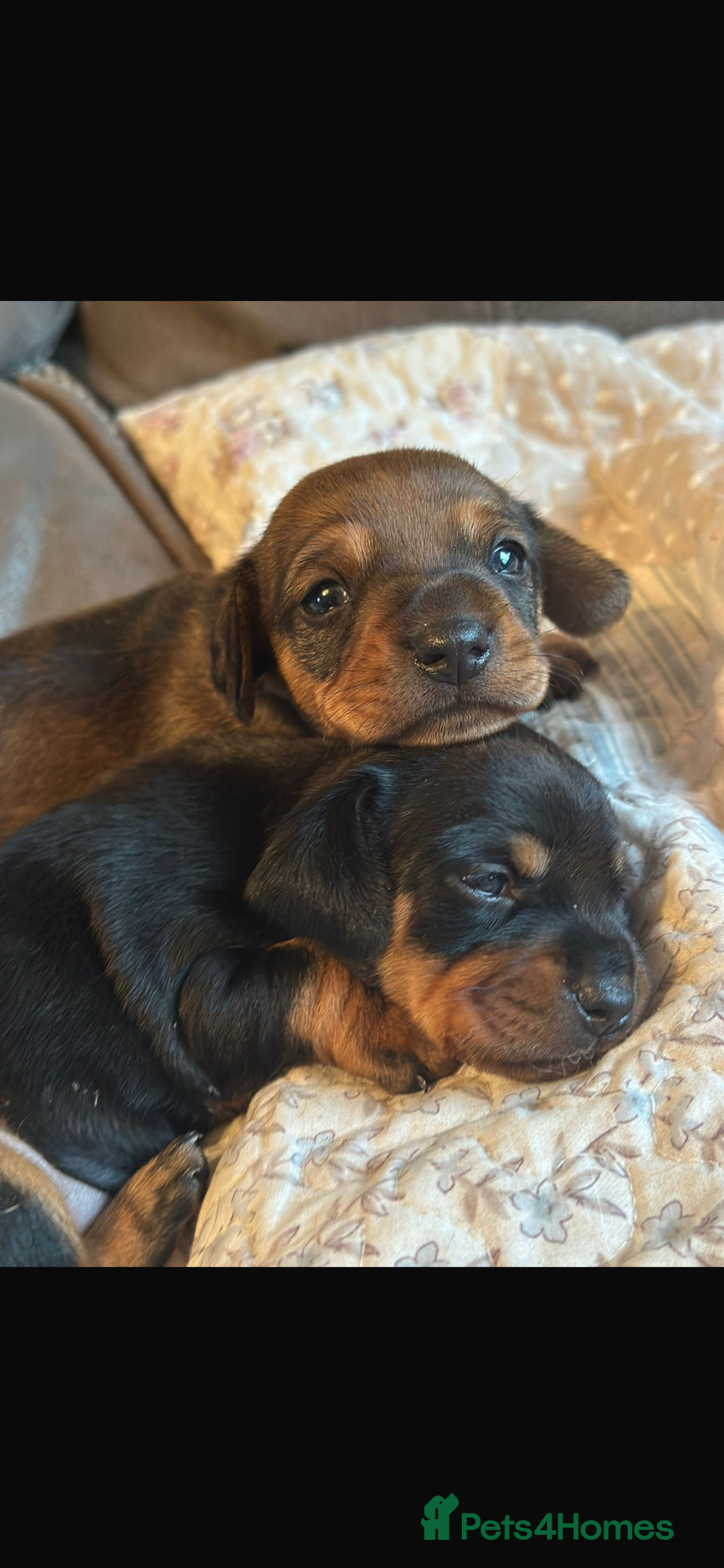 Dachshund dogs for sale: Dachshund puppies  - Image 3