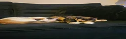 Mixed Breed cats for sale: 2 sisters a year old free in Northolt - Advert 2