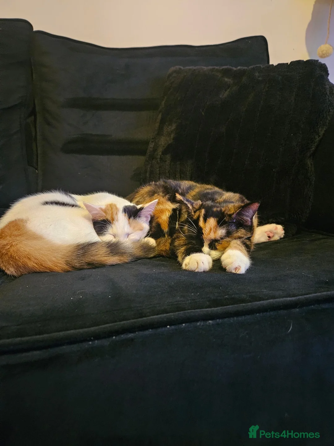 Mixed Breed cats for sale: 2 sisters a year old free in Northolt - Advert 2