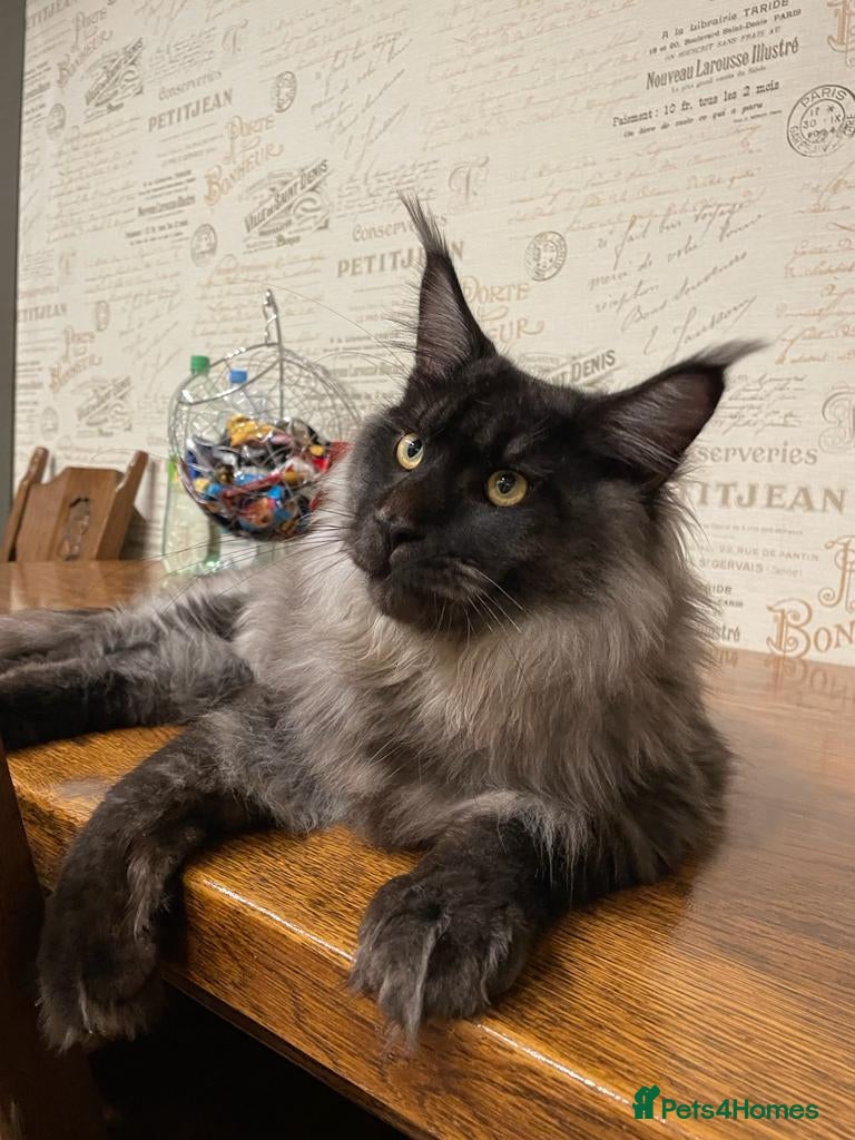 Maine Coon cats for stud: Mainecoon for STUD   - Advert 1