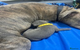 Staffordshire Bull Terrier dogs for sale: Stunning blue Staffordshire bull terrier puppies - Advert 13