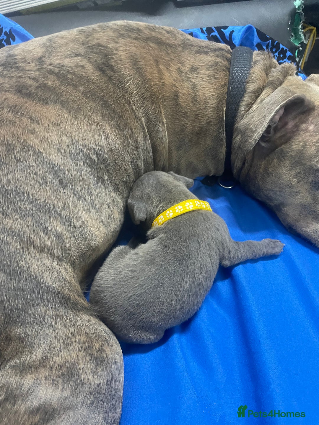 Staffordshire Bull Terrier dogs for sale: Stunning blue Staffordshire bull terrier puppies - Advert 13