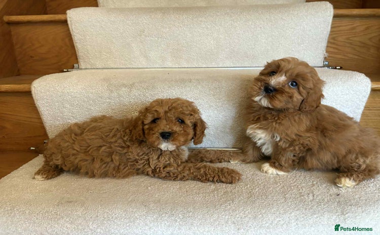 Cavapoo dogs - Advert 1