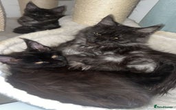 Maine Coon cats for sale: Stunning championship Maine coon black smoke - Image 6