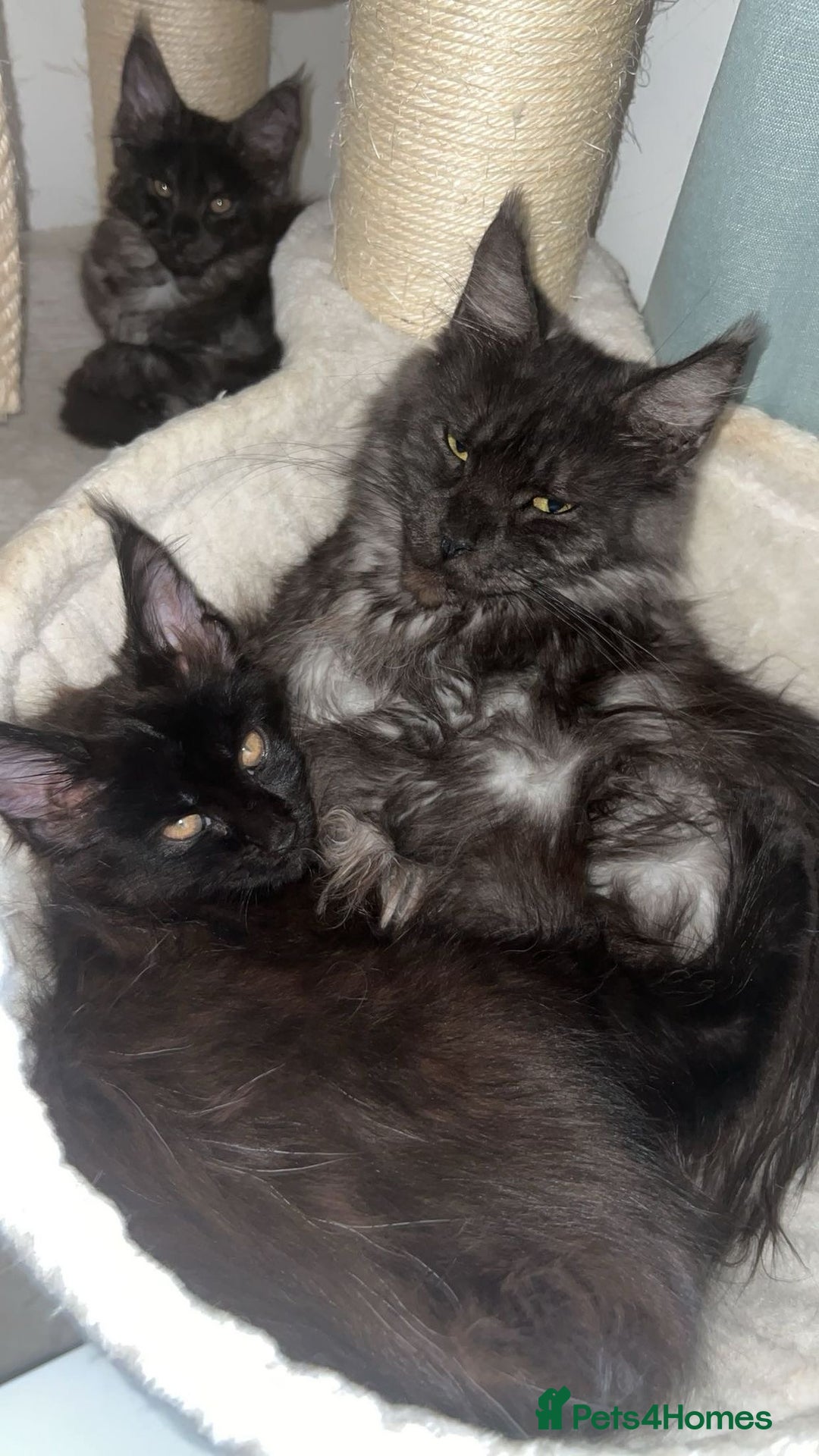 Maine Coon cats for sale: Stunning championship Maine coon black smoke - Image 6