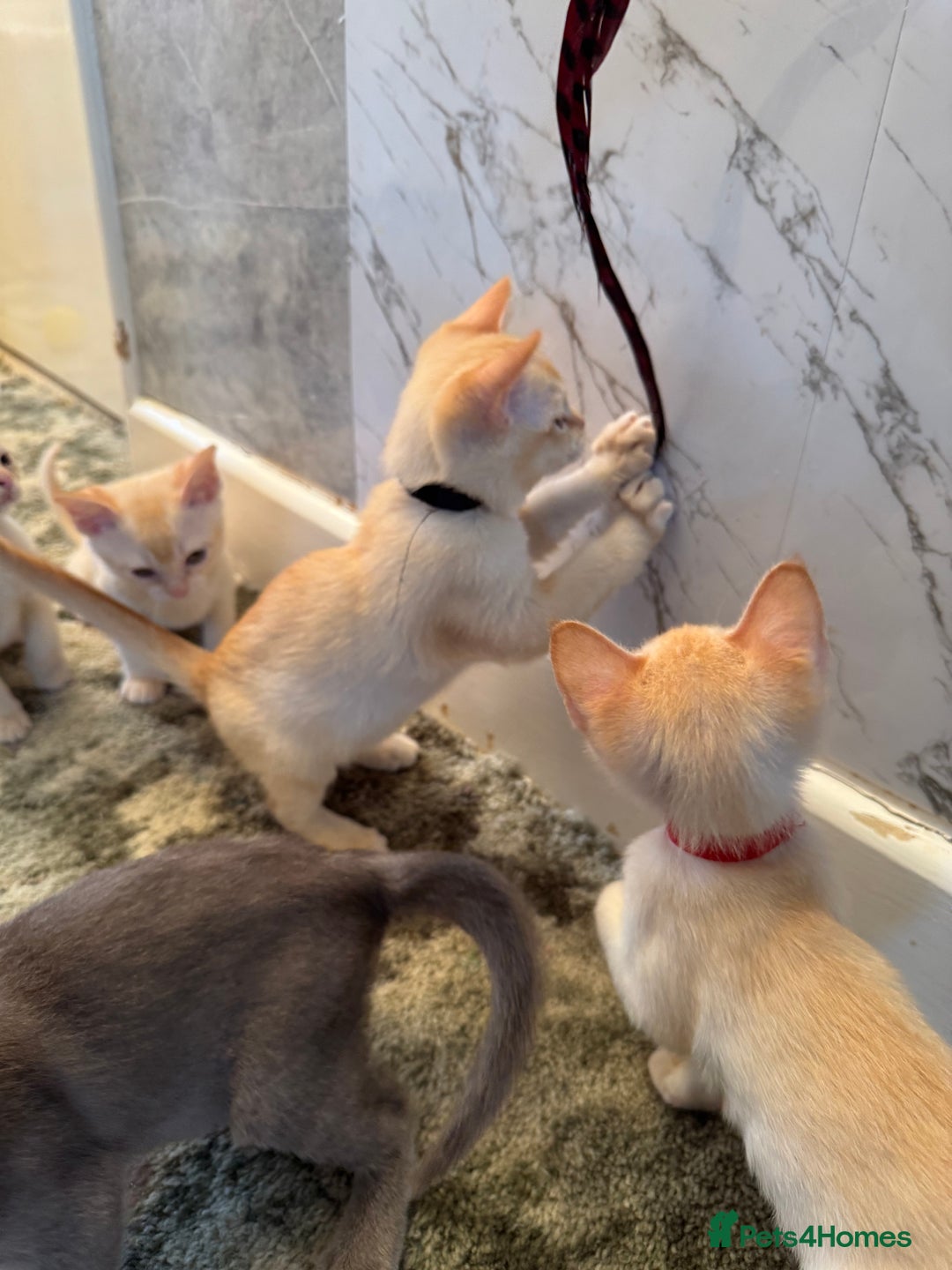 Burmese cats for sale: Burmese Kittens For Sale - Advert 15