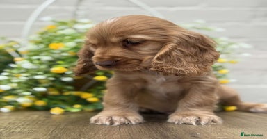 Cocker Spaniel dogs - Advert 15