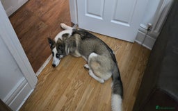 Huskita dogs for sale: Huskita to rehome  - Advert 3