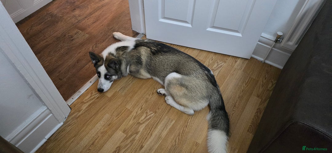 Huskita dogs for sale: Huskita to rehome  - Advert 3