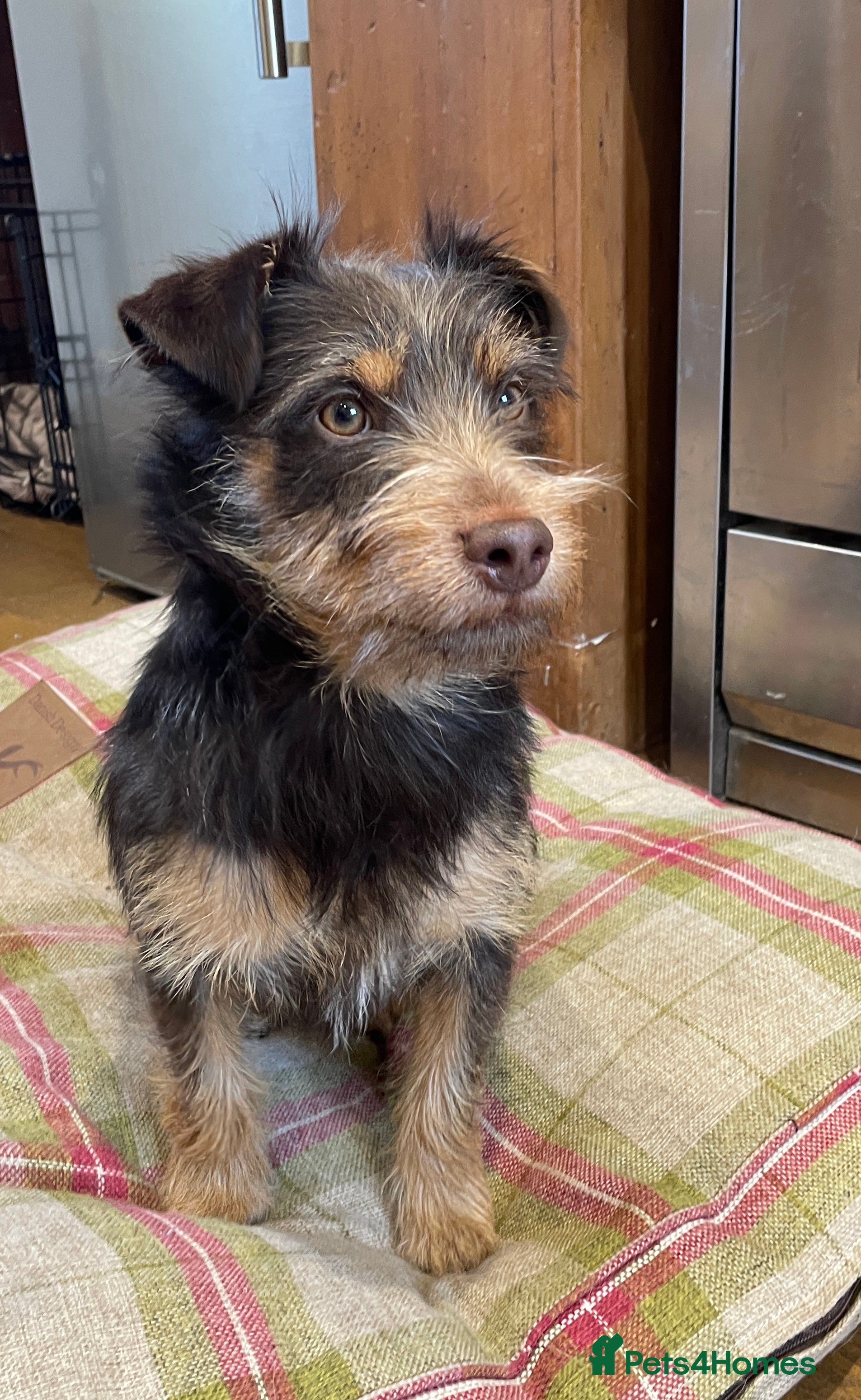 Jack Russell dogs Rare Rough coated chocolate and tan Jack Russell  - Advert 1