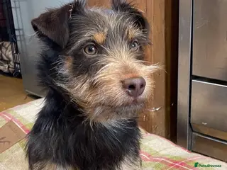 Jack Russell dogs Rare Rough coated chocolate and tan Jack Russell - Advert 1