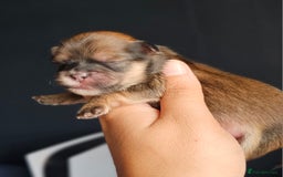 Shih Tzu dogs for sale: Beautiful Shih Tzu Puppies  - Image 5