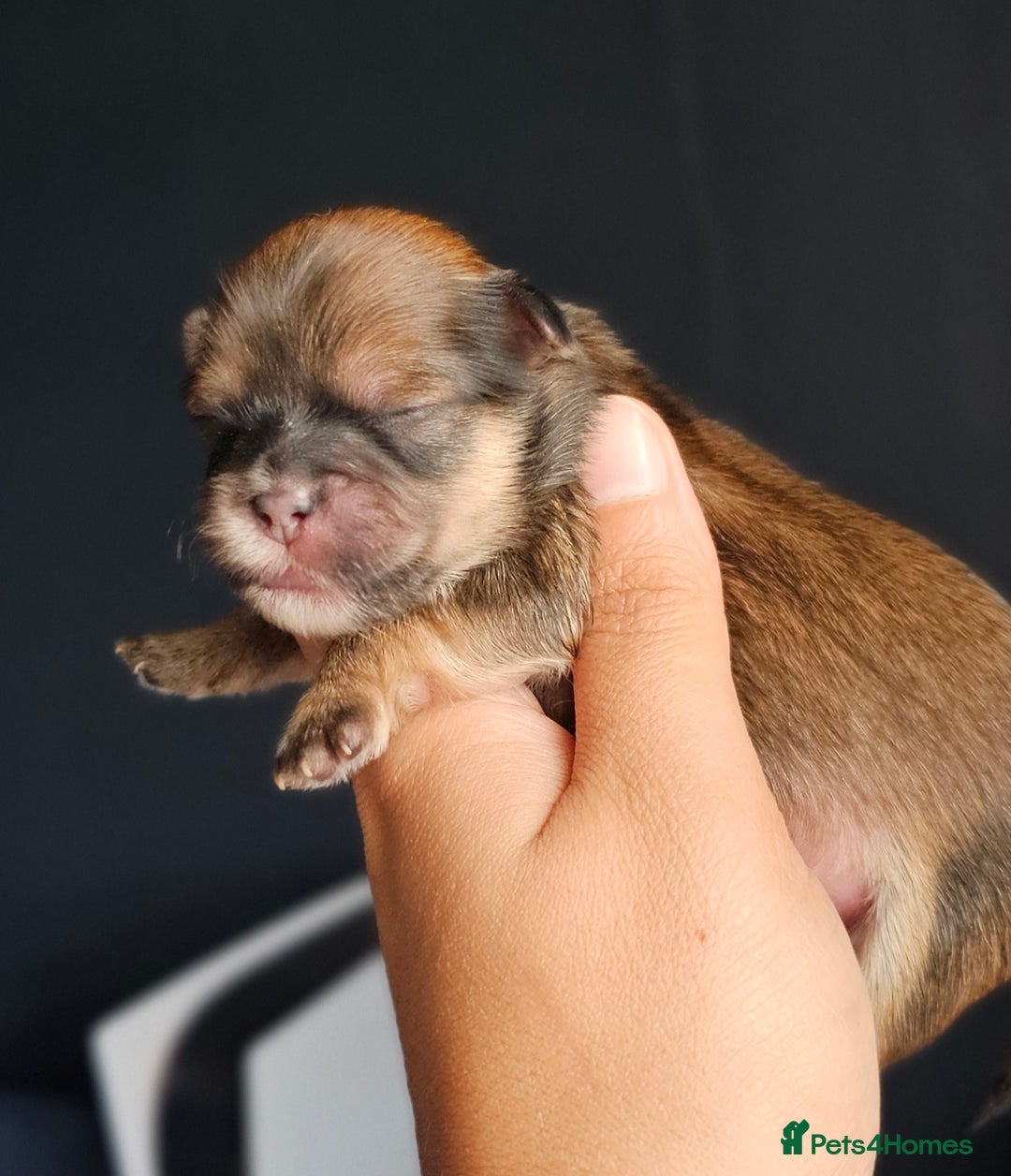 Shih Tzu dogs for sale: Beautiful Shih Tzu Puppies  - Image 5