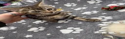 Mixed Breed cats for sale: Two beautiful and playful tabby kittens for sale! in Wisbech - Advert 4