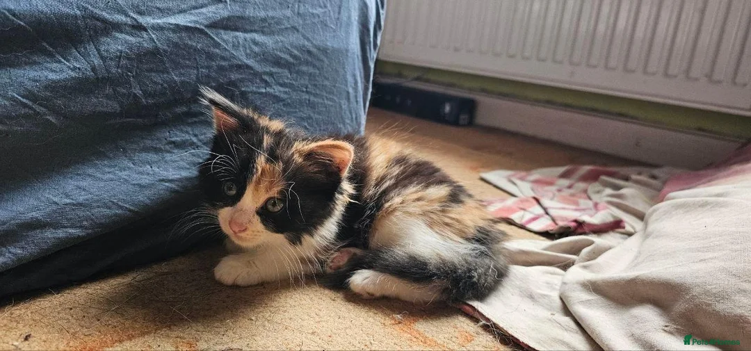 Mixed Breed cats for sale: Siberian X calico girl is looking for a new home - Advert 1