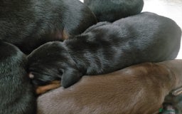 Dobermann dogs for sale: Dobermann puppies - Image 2