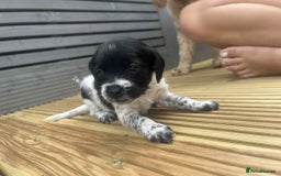 Mixed Breed dogs for sale: Stunning jackapoo x cocapoo puppies - Image 29