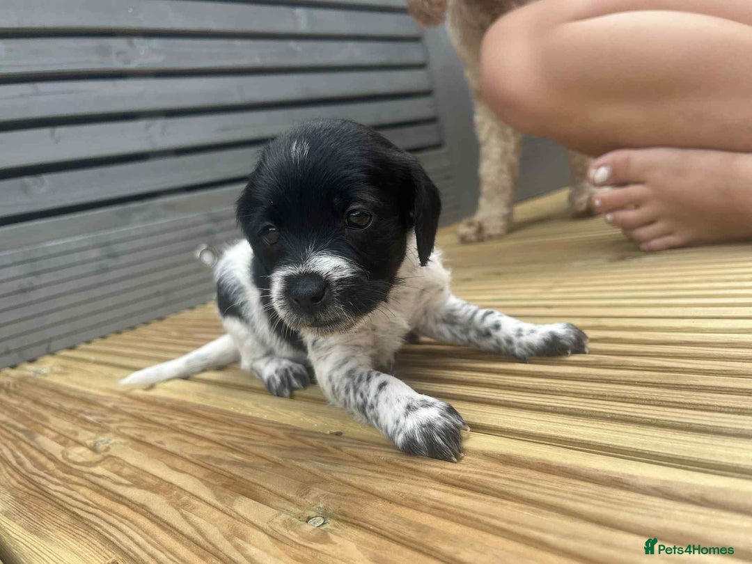 Mixed Breed dogs for sale: Stunning jackapoo x cocapoo puppies - Image 29
