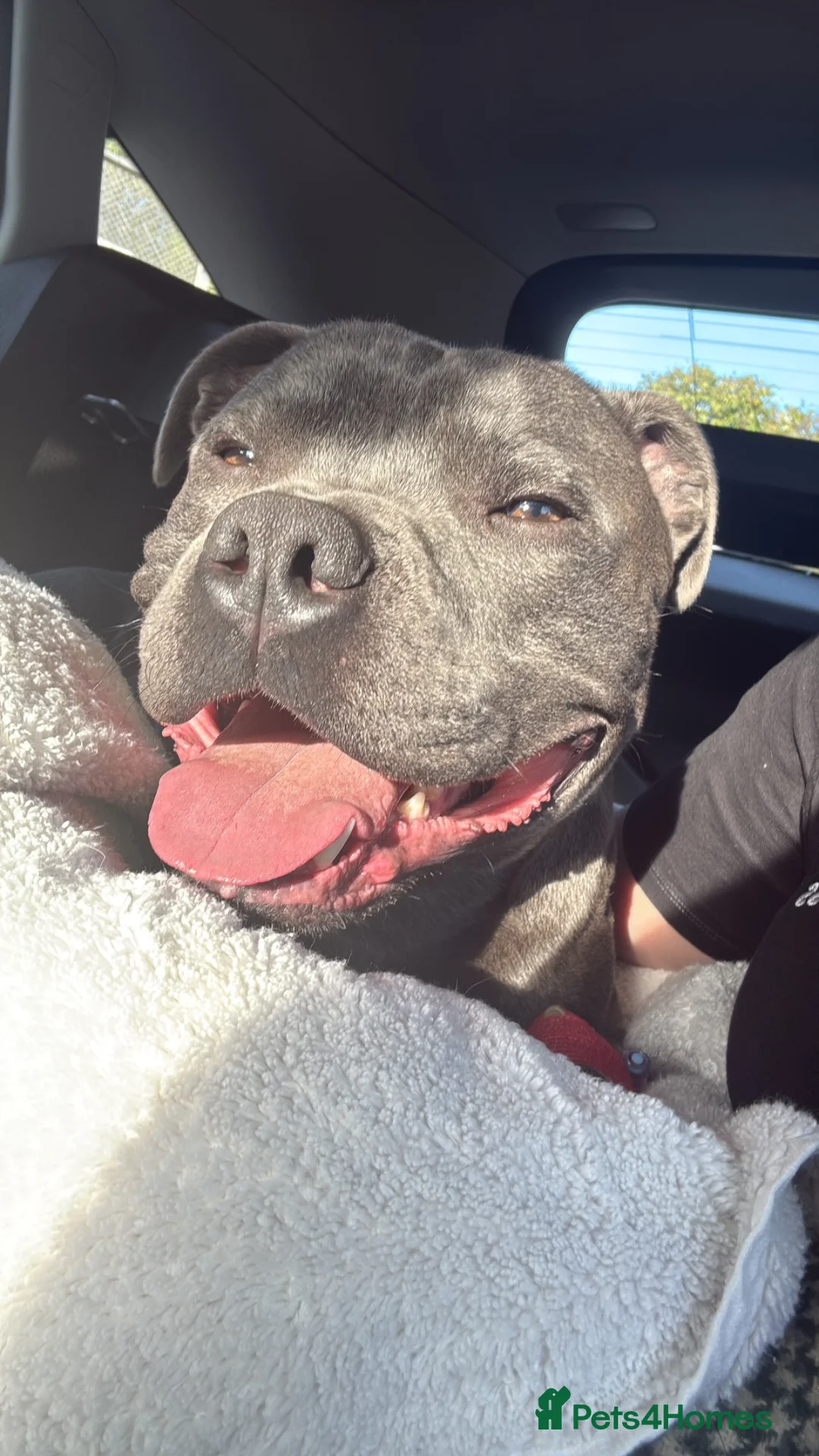 Staffordshire Bull Terrier dogs for sale: KC Registered Staffordshire Bull Terrier Puppies - Advert 18