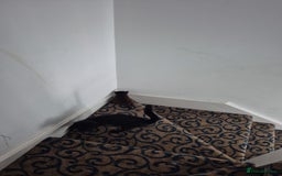 Domestic Shorthair cats for sale: 1 male 1 female  - Image 7